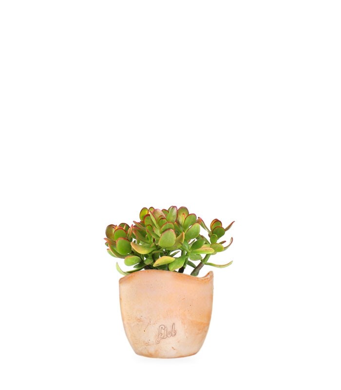 Crassula ovata