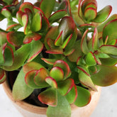 Crassula ovata
