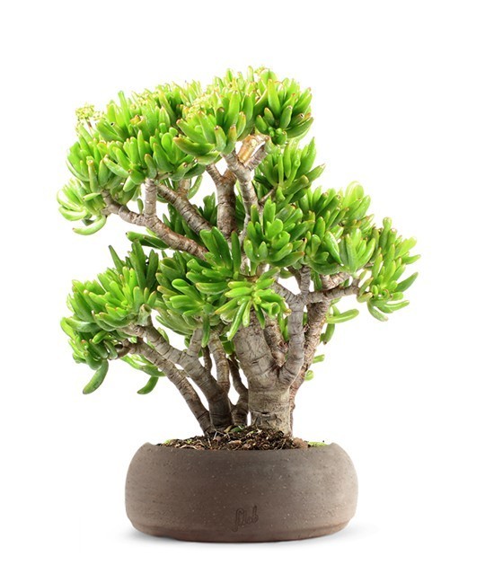 Crassula Ovata Hobbit
