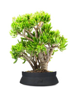 Crassula Ovata Hobbit