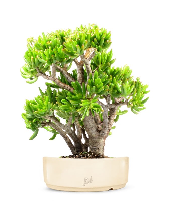 Crassula Ovata Hobbit