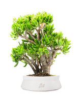 Crassula Ovata Hobbit
