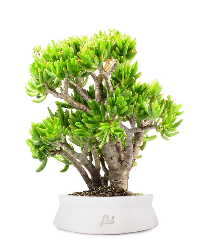 Crassula Ovata Hobbit