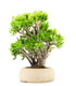 Crassula Ovata Hobbit