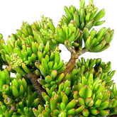 Crassula Ovata Hobbit