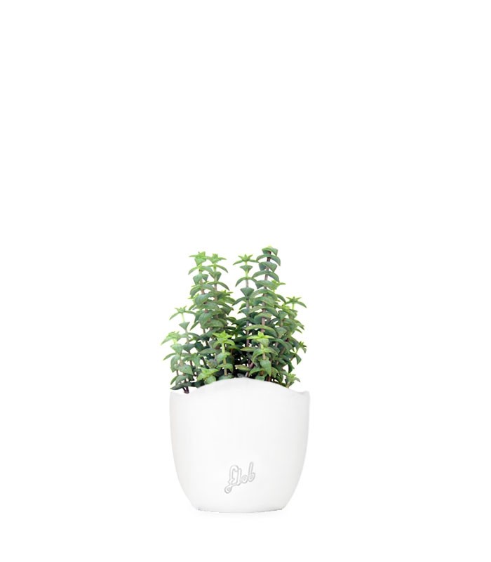 Crassula perforata