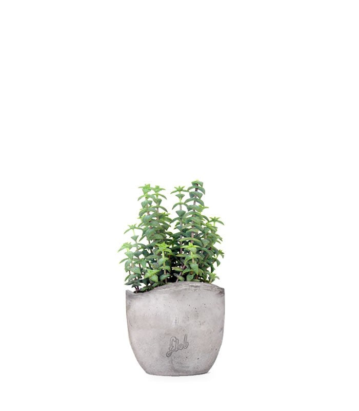 Crassula perforata