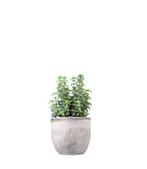 Crassula perforata