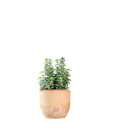 Crassula perforata