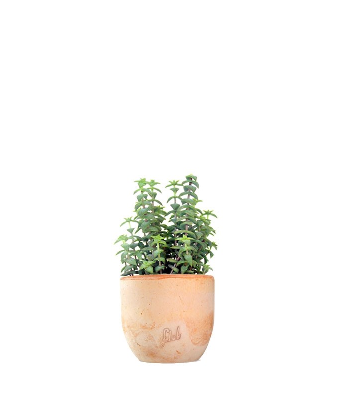 Crassula perforata