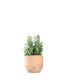 Crassula perforata