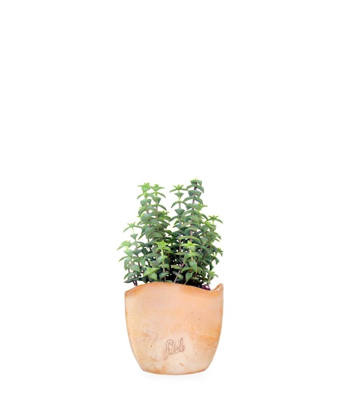 Crassula perforata