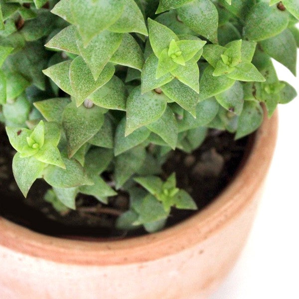 Crassula perforata