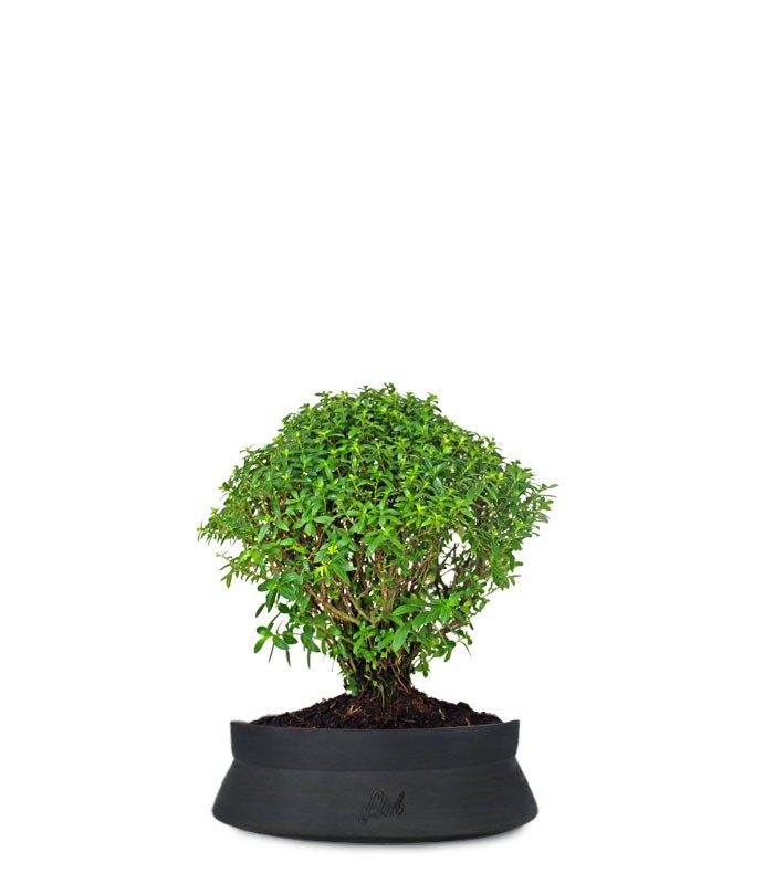 Cuphea bonsai