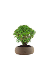 Cuphea bonsai