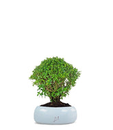 Cuphea bonsai
