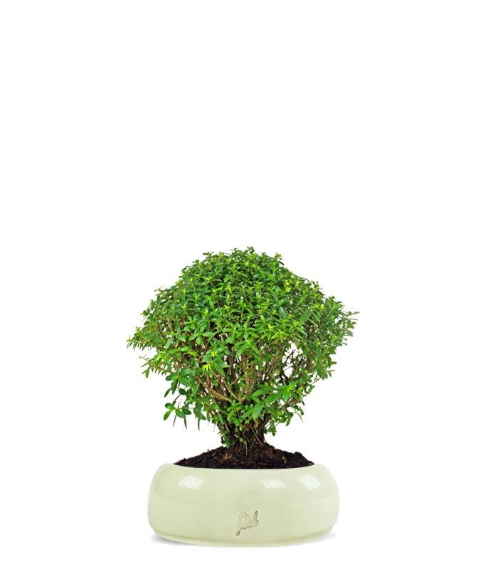 Cuphea bonsai