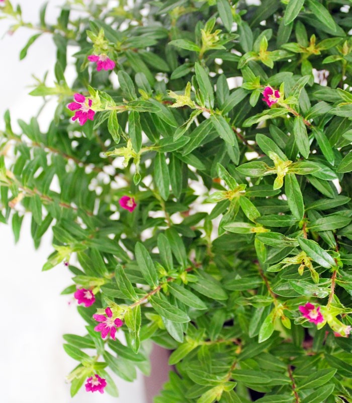Cuphea bonsai