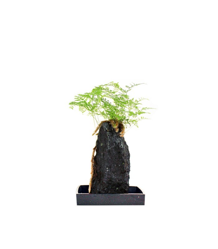 Davallia su roccia lavica