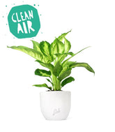 Dieffenbachia