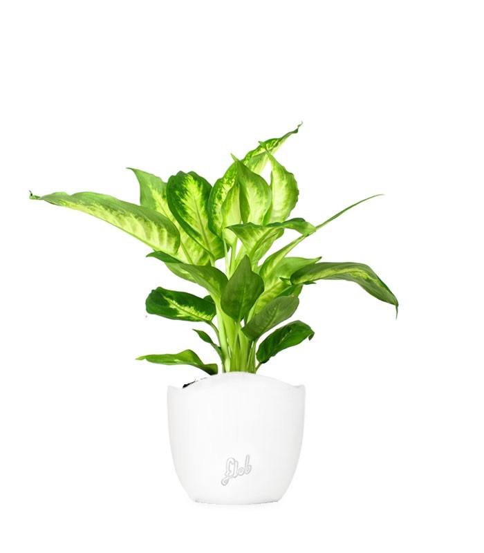 Dieffenbachia