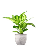 Dieffenbachia