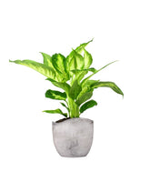 Dieffenbachia
