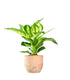 Dieffenbachia