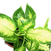Dieffenbachia