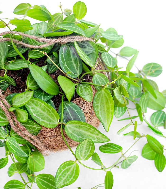 Dischidia ovata in fibra di cocco