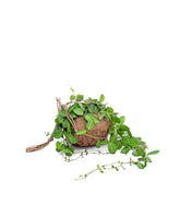 Dischidia ovata in fibra di cocco