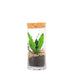 Dracena in terrarium