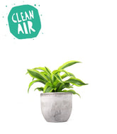 Dracena Lemon Lime