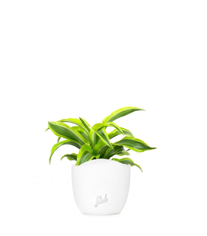 Dracena Lemon Lime