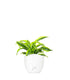 Dracena Lemon Lime