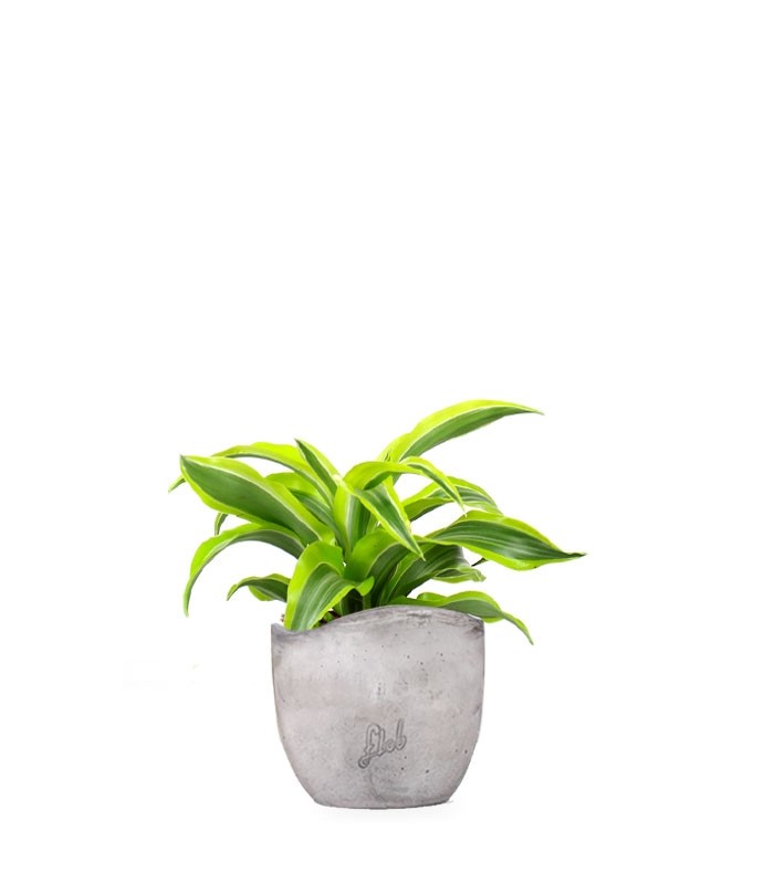 Dracena Lemon Lime