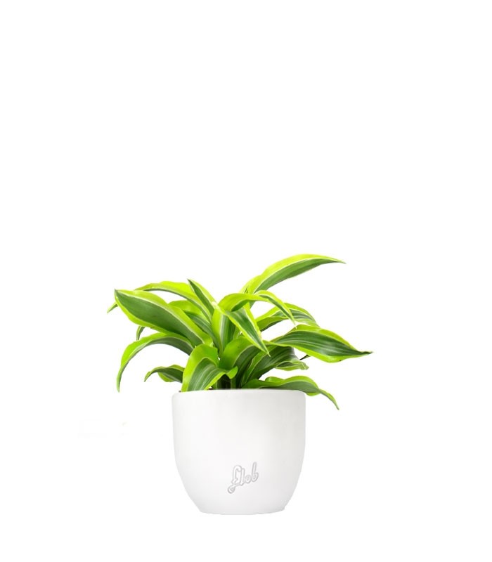 Dracena Lemon Lime