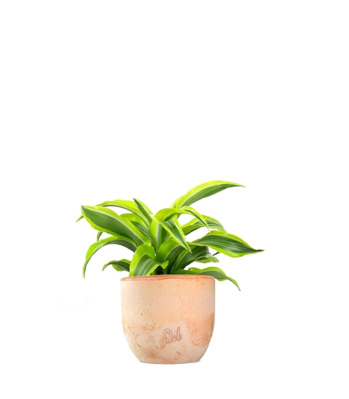 Dracena Lemon Lime