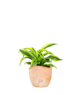 Dracena Lemon Lime