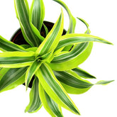 Dracena Lemon Lime