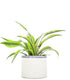 Dracena lemon lime idrocoltura