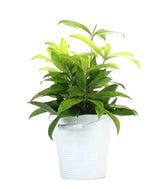 Dracena Surculosa