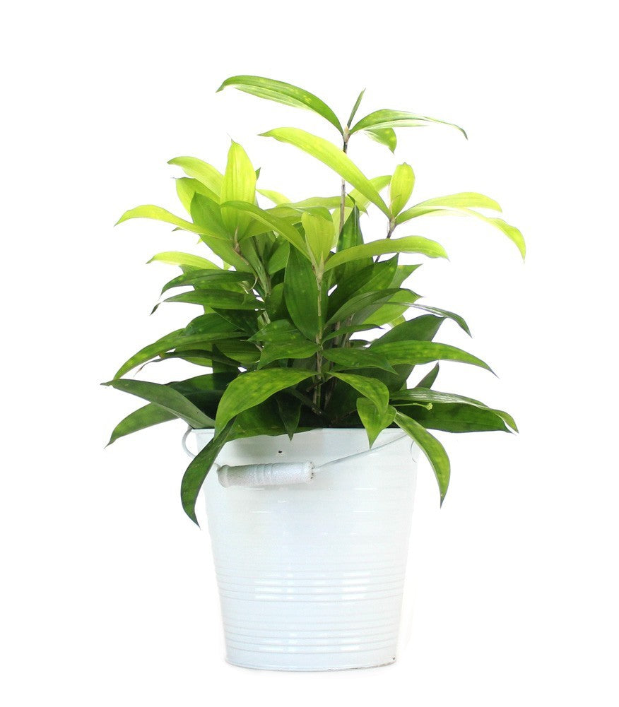 Dracena Surculosa