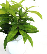 Dracena Surculosa