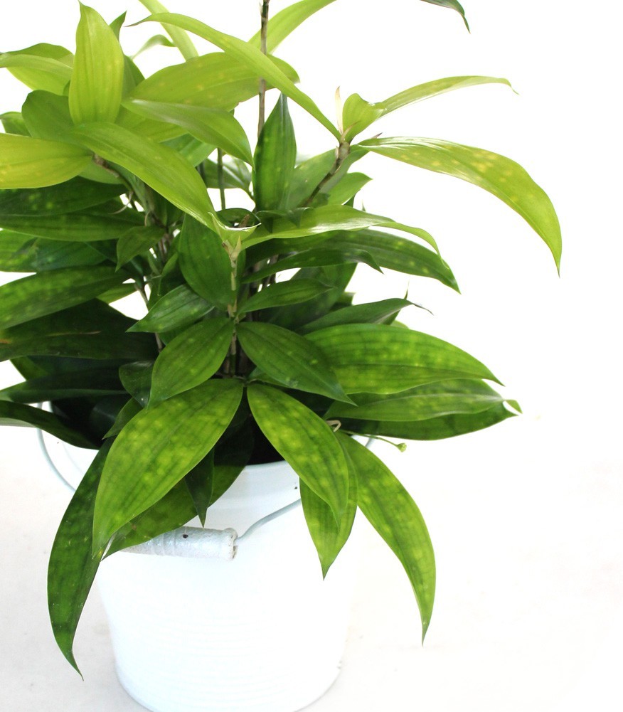 Dracena Surculosa
