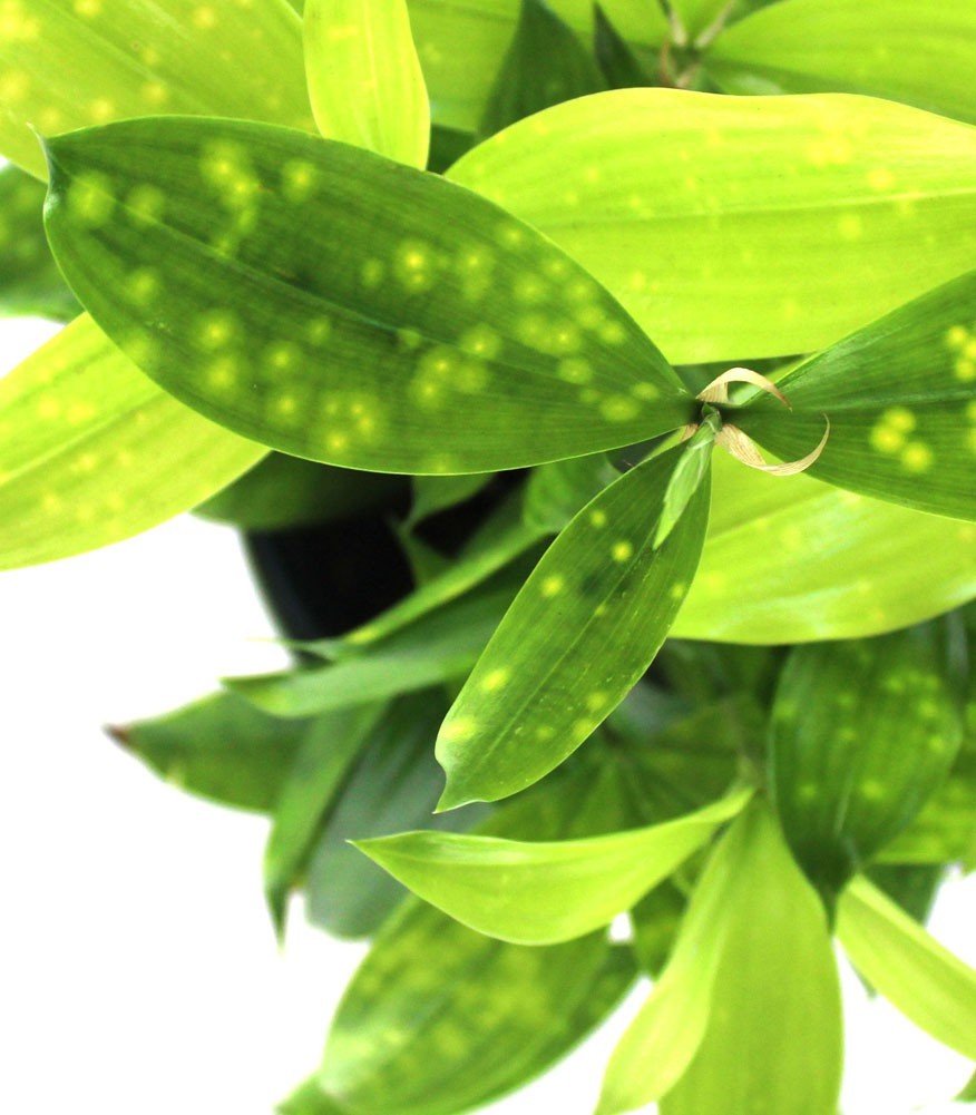 Dracena Surculosa