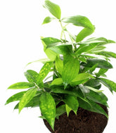 Dracena Surculosa vaso ciotola in terracotta