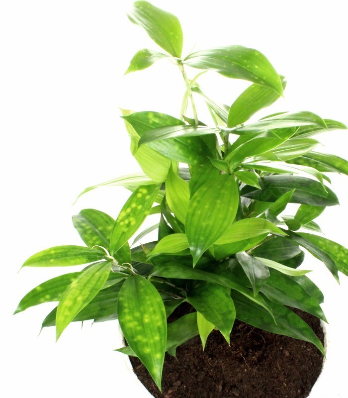 Dracena Surculosa vaso ciotola in terracotta