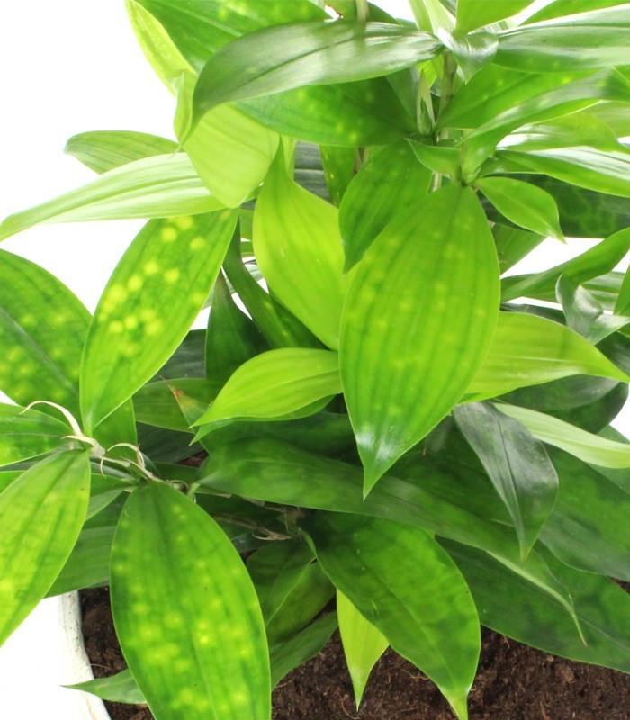 Dracena Surculosa vaso ciotola in terracotta