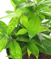 Dracena Surculosa vaso ciotola in terracotta